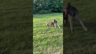 Pitbull Vs German Shepherd | Two dogs run around and Play Like Dogs!| #dogs #pitbull #germanshepherd