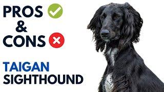 Taigan Sighthound Pros and Cons | тайган Kyrgyz Taighany Advantages and Disadvantages