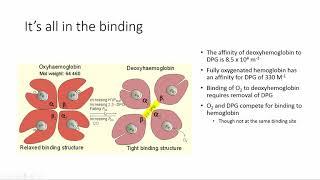 BMB510/MNE525 lecture - conformational changes in proteins