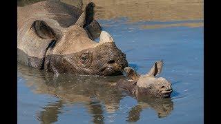 One-Horned Rhino Calf Swims For First Time