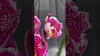 Phalaenopsis Victorias Lace
