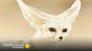 This Fox Makes a Fully Grown Chihuahua Look Huge  Amazing Dogs: Africa | Smithsonian Channel