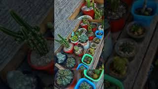 PLANTS IN THE HOUSE