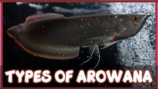 Types of Arowana Fish