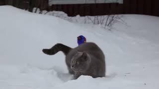 British Shorthair in His Prime: Zhimba Indoors & Exploring Snow