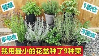 【种香草】小花盆可以种什么？介绍9种  Growing 9 herbs in small pots