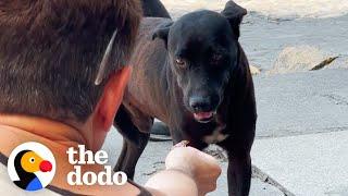 This Dog Rescue Will Make You Believe In Fate | The Dodo