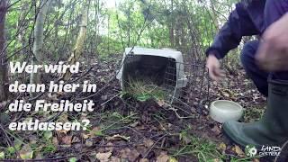 Kleiner Feldhase: Freilassung zurück zur Natur