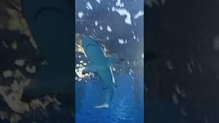 ЖИЗНЬ ЗА СТЕКЛОМ.8 часть.#shorts#aquarium