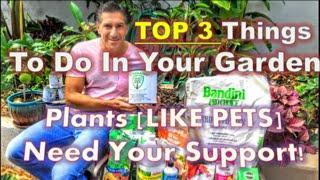 Top 3 Things To Do In Your Garden | Plants (LIKE PETS) Need Your Support!