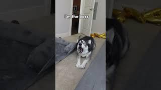 My Husky Gets Mad at his Dad for Going to Work! (He SPEAKS!) #dogshorts #dogs #shorts #huskies