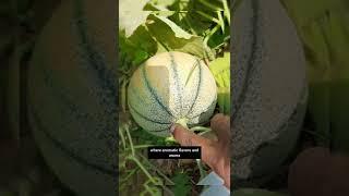 From back side of Muskmelon, you could smell aroma and flavor #muskmelonfarming #Muskmelonboy