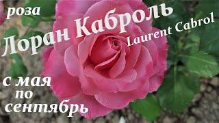  Цветение очень красивой розы "Лоран Каброль", (Massad, Laurent Cabrol, 2009).