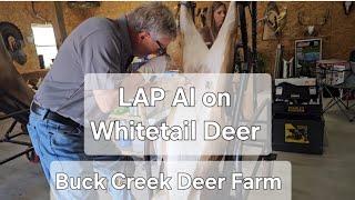 Lap AI on Whitetail Deer | Deer Farm Adventures