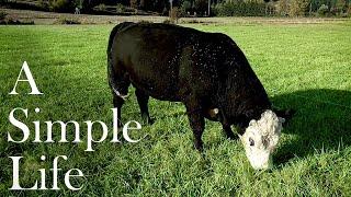 Strip Grazing lowline Cows