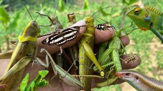 hunting for memories in the wild‼️catching grasshoppers|praying mantises|bugs|insects