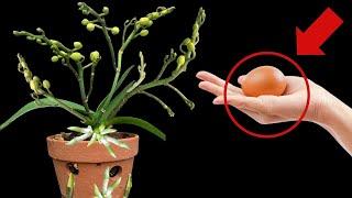 Amazing! Just One Fruit Can Keep Your Orchid Blooming for 3 Years