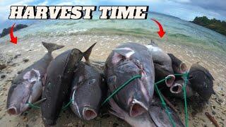 HARVEST TIME || UNICORN FISH || SPEARFISHING PHILIPPINES || BANTON ROMBLON || MEL SPEARFISHING TV!