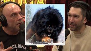 These Russian Dogs Are Wolf Killers | Joe Rogan & Dave Smith