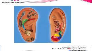 Curso Online Acupuntura Auricular Basica