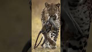Pity baby monkey #cute #love #baby #monkey #viralvideo