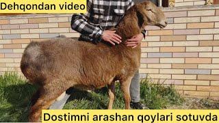 DOSTIM ARASHAN QOCHQORLARNI SOTUVGA QOYDI DEHQONNI OZIDAN PRYAMOY VIDEO SHOSHILAMIZ