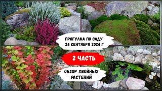 Прогулка по саду 24 сентября 2024 г ( 2  часть). Обзор хвойных растений.