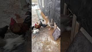 Наш сарайчик ,как дом с виду#куры #гусь