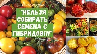 Почему нельзя собирать семена с гибридов? Отвечаю на вопрос и показываю на примере помидоров