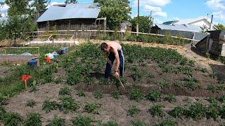 Полю и окучиваю картошку / Свой дом в деревне