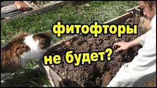 Картофель как vogorode.pro. Посадка уникального картофеля.