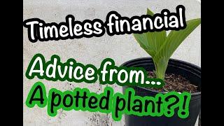 How investing in small plants can exponentially grow your cash || Starting a backyard nursery