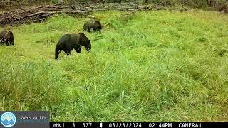 Griz Families Foraging on Water Parsnip 2024 Compilation