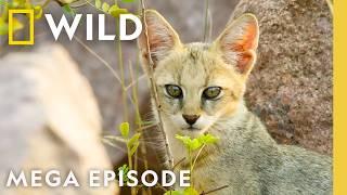 Wild Cats of India: Kingdom of Felines | MEGA EPISODE | Nat Geo Animals