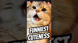 NEW Funny Cats Video  / Rofl Cats #pets #cats #cutecat #funny #shorts