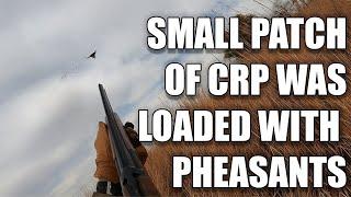 SMALL PATCH OF CRP WAS LOADED WITH PHEASANTS | CATCH & COOK