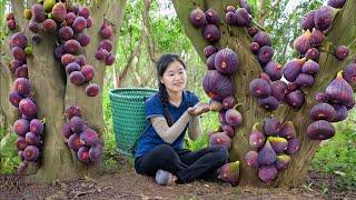 Harvesting Exotic Fig Fruit in Forest Goes to market sell |  Susan Daily Life