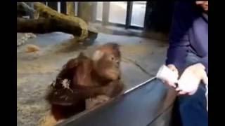 Обезьяна смеётся над фокусом в зоопарке. Monkey laughing about joke!