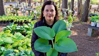 Gorgeous Hostas Galore!