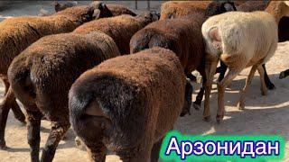 СУРХОНДАРЁ ХИСОРИ КУЗИ КУЧКОР ВА ДУСОК КУЙЛАР АРЗОНИДАН #асрордонаев