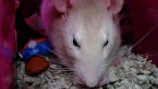 rat sneezing