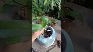 How amazing to grow orchids propagate plant fast and easy #4513