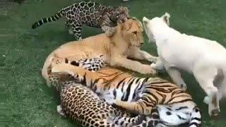 Tiger, Lion, Leopard and Jaguar Friendship