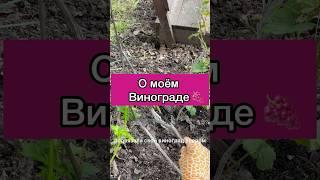 О моем винограде. Весна. Лето. #дача #виноград #люблювиноград