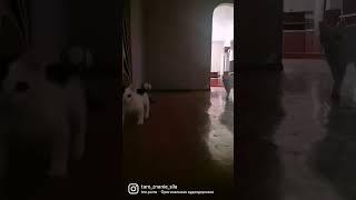 Встречают #забавныеживотные #смешныеживотные #киса #котики #котикивидео