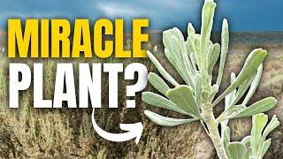 "SECRET GOLD" In Desert Plants: Uncovering the Medicinal Power of Arid Regions