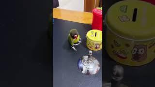 minded Pirate #pirates  Bird #cute #funny #short #shorts #shortvideo #shortsfeed #youtubeislife