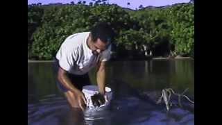 The Limu Project: Ka Uluwehi O Ke Kai