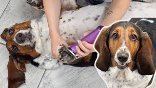 Two absolutely hilarious Basset Hounds made my day 