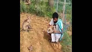 baby monkey caught into the net